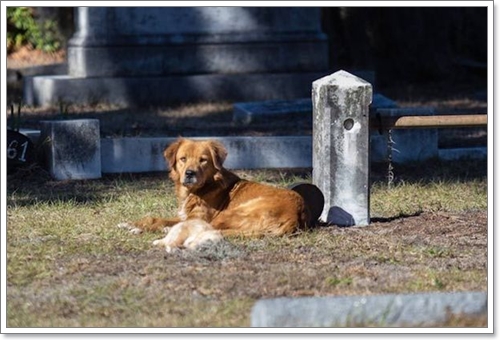 Dogilike.com :: ӵҤ! عѢ ͹Ⱦ١ҹ