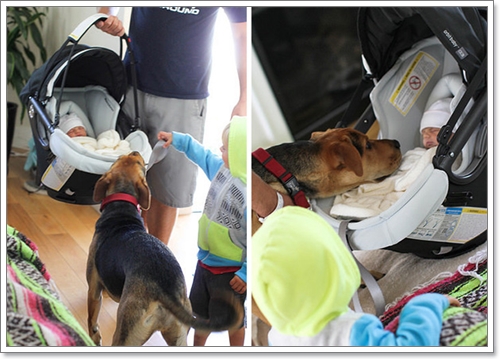 Dogilike.com :: 繴! Ҿ 2 ˹ٹ¹͹Ѻ¡Ѻҵٺ