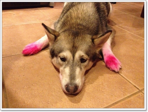Dogilike.com :: 14 Ҿѡҹ ͵ٺʺѾشѡͧҢͧ	