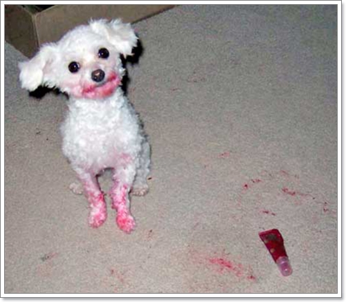 Dogilike.com :: 14 Ҿѡҹ ͵ٺʺѾشѡͧҢͧ	