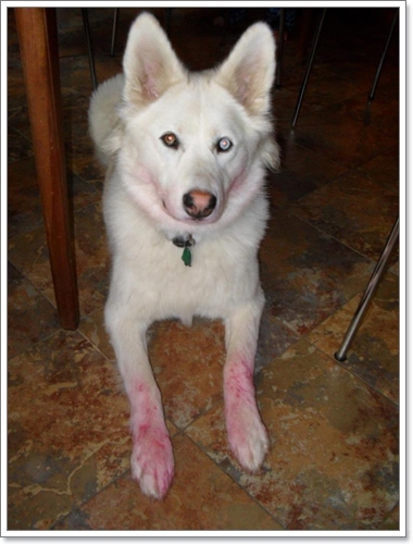 Dogilike.com :: 14 Ҿѡҹ ͵ٺʺѾشѡͧҢͧ	