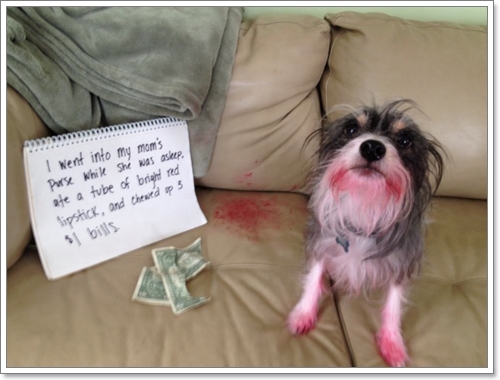 Dogilike.com :: 14 Ҿѡҹ ͵ٺʺѾشѡͧҢͧ	