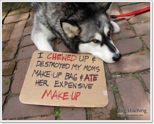 Dogilike.com :: 14 Ҿѡҹ ͵ٺʺѾشѡͧҢͧ	