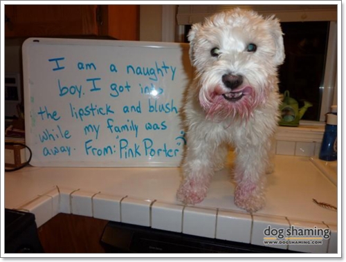 Dogilike.com :: 14 Ҿѡҹ ͵ٺʺѾشѡͧҢͧ	