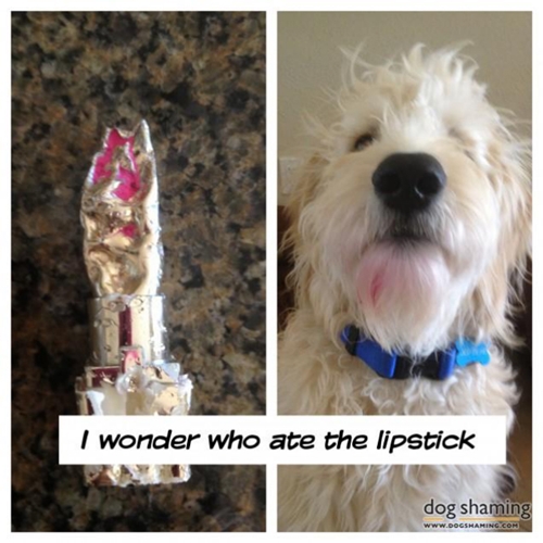 Dogilike.com :: 14 Ҿѡҹ ͵ٺʺѾشѡͧҢͧ	