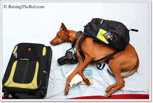 Dogilike.com :: ! Ңͧ ѺٺҨѴҡҾ