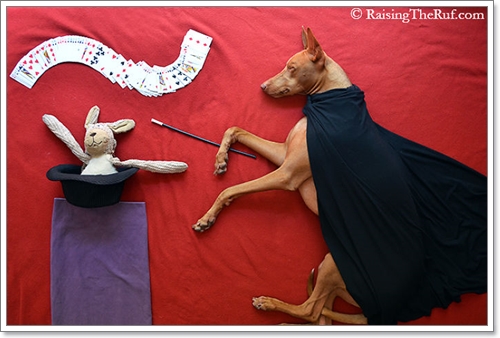Dogilike.com :: ! Ңͧ ѺٺҨѴҡҾ