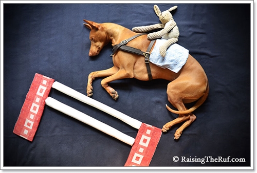 Dogilike.com :: ! Ңͧ ѺٺҨѴҡҾ