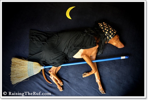 Dogilike.com :: ! Ңͧ ѺٺҨѴҡҾ