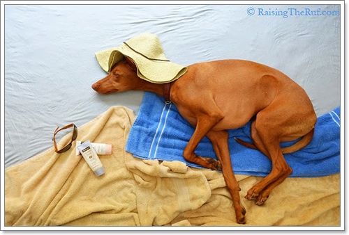 Dogilike.com :: ! Ңͧ ѺٺҨѴҡҾ