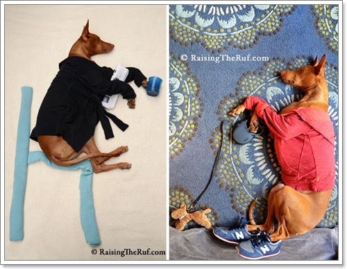Dogilike.com :: ! Ңͧ ѺٺҨѴҡҾ