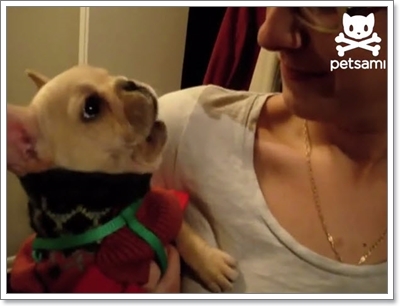 Dogilike.com :: Ңͧ! ԻҵٺǨǾٴ I Love You 