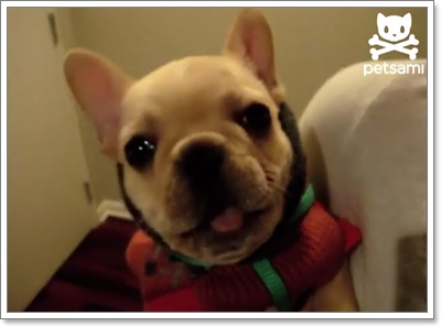 Dogilike.com :: Ңͧ! ԻҵٺǨǾٴ I Love You 