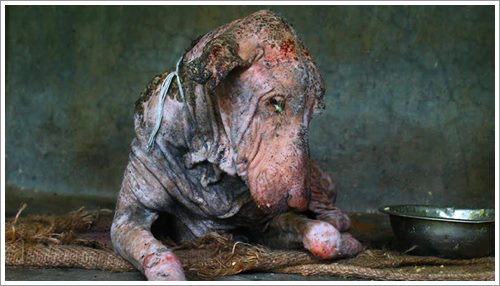 Dogilike.com :: 2 ͹ү! ҡعѢ͹ҧ١ͨժԵ (դԻ)
