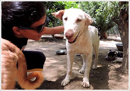 Dogilike.com :: 2 ͹ү! ҡعѢ͹ҧ١ͨժԵ (դԻ)