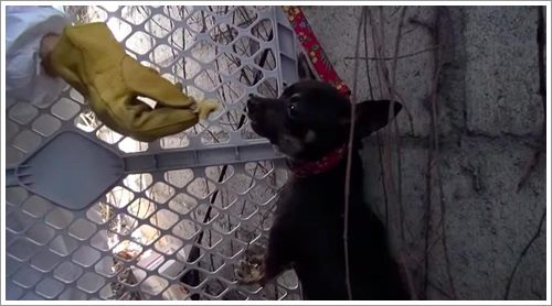 Dogilike.com :: Ի ! ԡԵٺǨèѴ ѧ١¨ҡٹҧ 鹷軹͹