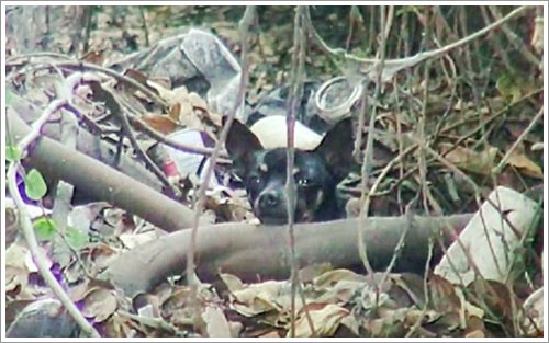 Dogilike.com :: Ի ! ԡԵٺǨèѴ ѧ١¨ҡٹҧ 鹷軹͹