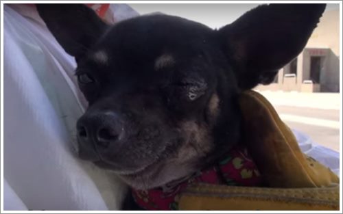 Dogilike.com :: Ի ! ԡԵٺǨèѴ ѧ١¨ҡٹҧ 鹷軹͹