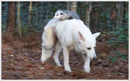 Dogilike.com :: شѡ! ҵٺѺ§;ʫӾ ѧ硨