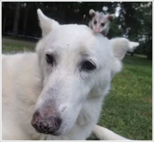 Dogilike.com :: شѡ! ҵٺѺ§;ʫӾ ѧ硨