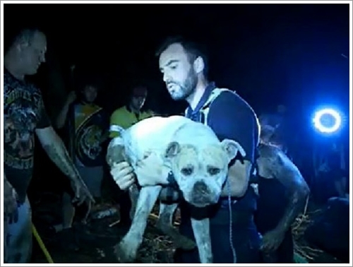 Dogilike.com :: 觪! ٺش觵ặ ԴԹҹ 3 ѹ