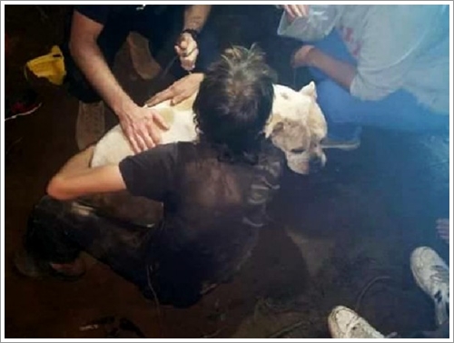 Dogilike.com :: 觪! ٺش觵ặ ԴԹҹ 3 ѹ