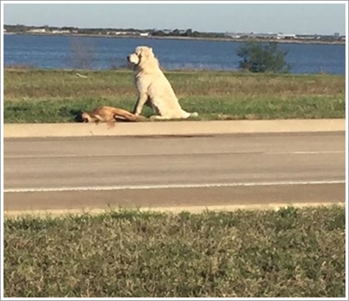 Dogilike.com :: ͹! ҵٺȾ͹ ҧ˹