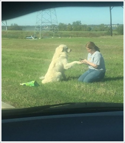Dogilike.com :: ͹! ҵٺȾ͹ ҧ˹