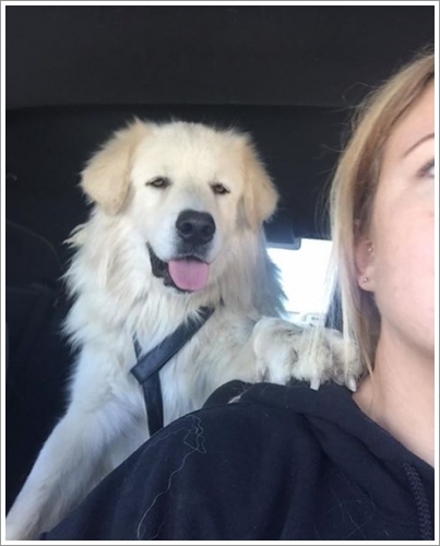 Dogilike.com :: ͹! ҵٺȾ͹ ҧ˹