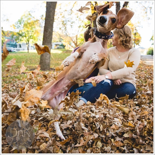Dogilike.com :: ! ͵ٺʺ觫չҾ¾Ǵ駢ͧҢͧ