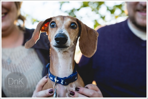 Dogilike.com :: ! ͵ٺʺ觫չҾ¾Ǵ駢ͧҢͧ
