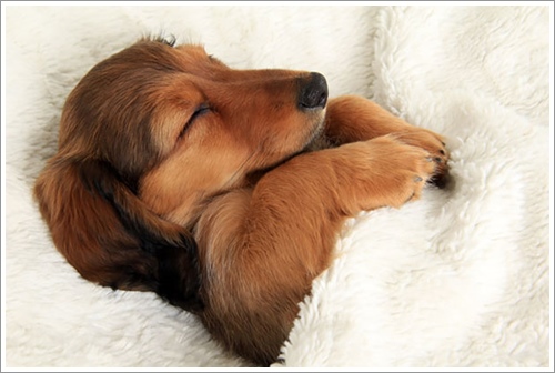 Dogilike.com :: ͺ! 20 Ҿѡ͹ͧҢִ§͹ҹ 