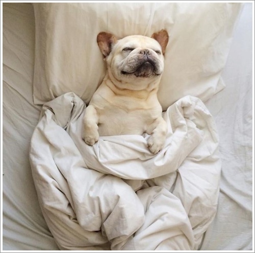 Dogilike.com :: ͺ! 20 Ҿѡ͹ͧҢִ§͹ҹ 