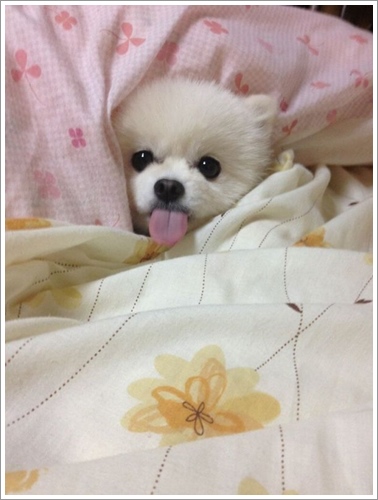 Dogilike.com :: ͺ! 20 Ҿѡ͹ͧҢִ§͹ҹ 