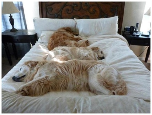 Dogilike.com :: ͺ! 20 Ҿѡ͹ͧҢִ§͹ҹ 