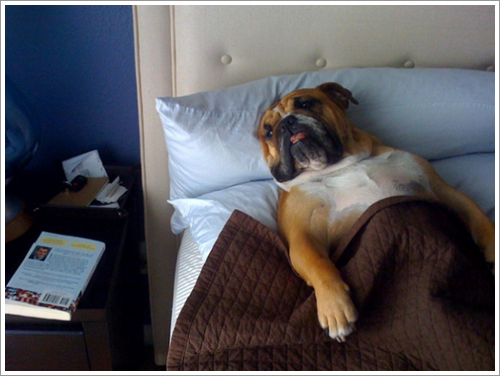 Dogilike.com :: ͺ! 20 Ҿѡ͹ͧҢִ§͹ҹ 