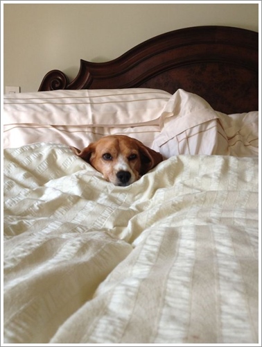 Dogilike.com :: ͺ! 20 Ҿѡ͹ͧҢִ§͹ҹ 