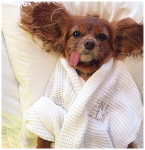 Dogilike.com :: ͺ! 20 Ҿѡ͹ͧҢִ§͹ҹ 
