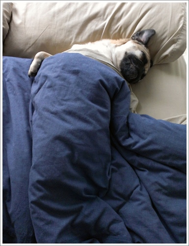 Dogilike.com :: ͺ! 20 Ҿѡ͹ͧҢִ§͹ҹ 