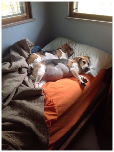 Dogilike.com :: ͺ! 20 Ҿѡ͹ͧҢִ§͹ҹ 