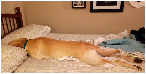 Dogilike.com :: ͺ! 20 Ҿѡ͹ͧҢִ§͹ҹ 