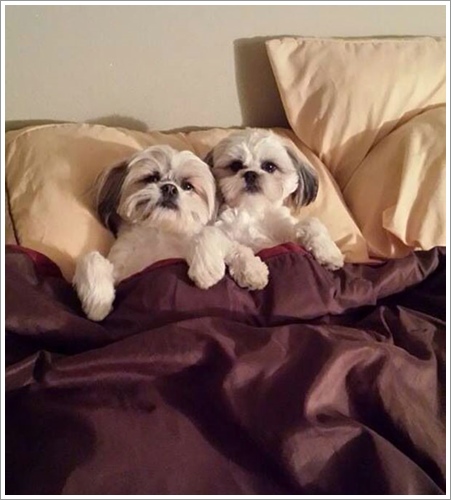 Dogilike.com :: ͺ! 20 Ҿѡ͹ͧҢִ§͹ҹ 