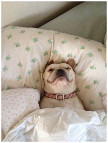 Dogilike.com :: ͺ! 20 Ҿѡ͹ͧҢִ§͹ҹ 