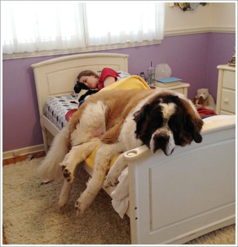 Dogilike.com :: ͺ! 20 Ҿѡ͹ͧҢִ§͹ҹ 