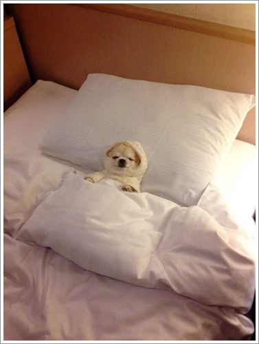 Dogilike.com :: ͺ! 20 Ҿѡ͹ͧҢִ§͹ҹ 