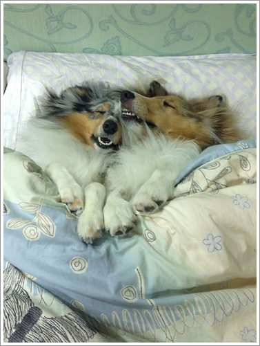 Dogilike.com :: ͺ! 20 Ҿѡ͹ͧҢִ§͹ҹ 