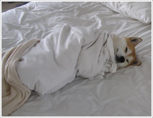 Dogilike.com :: ͺ! 20 Ҿѡ͹ͧҢִ§͹ҹ 
