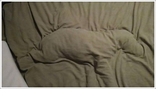 Dogilike.com :: ͺ! 20 Ҿѡ͹ͧҢִ§͹ҹ 