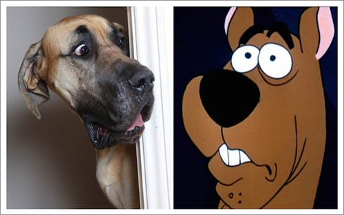 ชาวเน็ตปลื้ม! เจ้า Presley เกรทเดนน่ารักผู้มีนิสัยเหมือน Scooby Doo |  Dogilike.Com