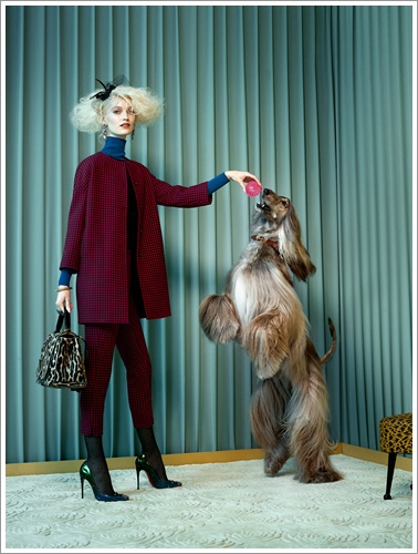 Dogilike.com :: »ѧ! ͹ͧῪ㹹Ե Glamour Ե